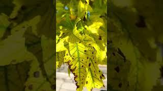 Iron Chlorosis - Part 2