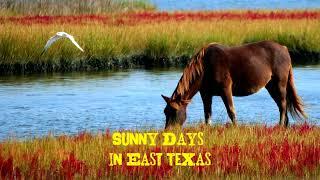 Rynerath - Sunny Days in East Texas (2019) [Official Audio]