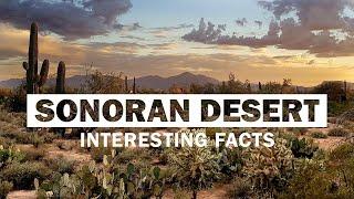 17 Interesting Facts About Sonoran Desert | Hottest Desert in North America