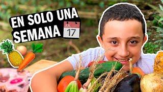 GERMINA TODOS TUS VEGETALES SIN SEMILLA RAPIDO! - Huerta casera en agua