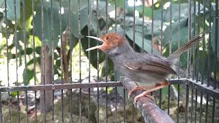 Pancingan burung prenjak kepala merah klawu pernjak tamu atas abang jantan betina agar bunyi GACOR