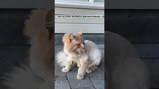 How 200$ cat haircut can look? #shorts #cat #funny #best #2023 #memes #viral