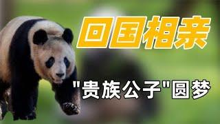 “贵族公子”圆梦：旅法熊猫前几天回国，相亲对象疑似财阀公主福宝？【追娱秀场】