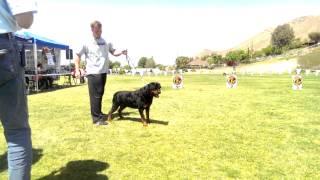 Rex Von Ruelmann 2015 RKNA Breed Show South Coast Rottweiler Club.