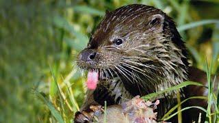 How otters hunt at night | Film Studio Aves