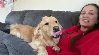 Needy Golden Retriever Learns To Hug! He Won't Leave Me Alone! (Cutest Ever!!)