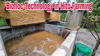 Intensive Hito Farming using Biofloc Technology