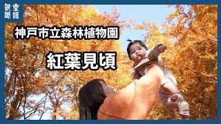 神戸市立森林植物園でメタセコイアの紅葉が見頃