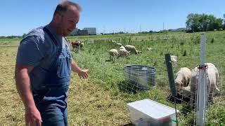 Rotational Grazing Sheep and Goats 101