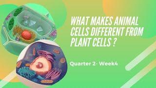 Grade 7- What makes  animal cells different from plant cells ? -Quarter 2- Week 4