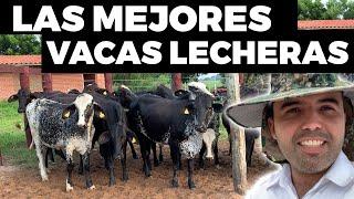 Beneficios De La Raza Girolando - Vacas Lecheras