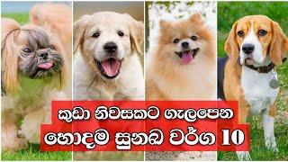 Top 10 Small dog breed | කුඩා නිවසකට ගැලපෙන හොදම සුනඛ වර්ග 10