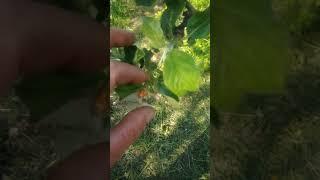 Яблоня.Что представляет из себя цветоед,кто он этот вредитель #Shorts​