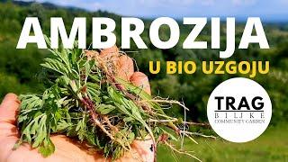 AMBROSIA (Ambrosia artemisiifolia) IN BIOGROWING -PHOSPHORUS [TRACE OF THE PLANT]