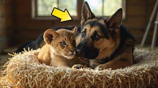 GERMAN SHEPHERD BECAME MOTHER TO BABY LIONS, WHAT HAPPENED NEXT LEFT THE WHOLE SANCTUARY IN TEARS!