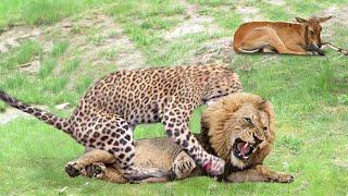 True King of Jungle! Lion Save Baby Grant’s Gazelle From Five Cheetah Hunting | Snow Goose vs Fox