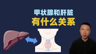 What is the relationship between the thyroid and the liver?