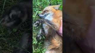 Пузочёс Иван Иваныч #животные #fox #лиса #лисяо #animals