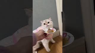 Rebel Cat#cat #cats #fun #pet