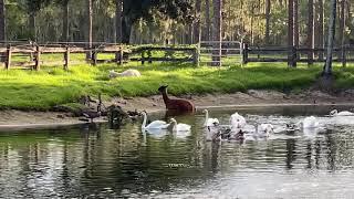 Alpaca Sugar swimming