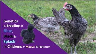 Genetics of Blue, Black & Splash in Chickens | Mauve & Platinum, Genetics, Breeding & More