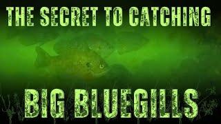 The Secret to Catching Big Bluegills (Tips & Techniques)