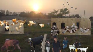 Desert People Morning Routine In Village Life Pakistan