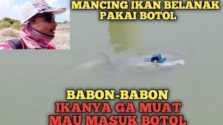 Mancing Belanak Pakai Botol Pasti Panen