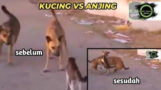 kucing vs anjing siapakah yg menang