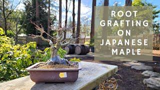 How to root graft on a Japanese Maple Bonsai to create better nebari