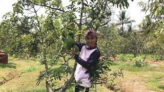 Lowland Miki Avocado | The Flesh is Thick and The Taste is Great!