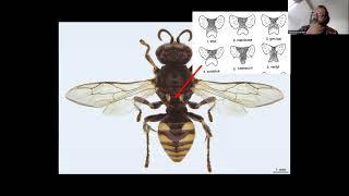 Taxonomic best practices for native bees