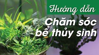 Hướng dẫn chăm sóc bể thủy sinh mini để bàn_Nắng Aqua