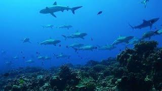 South Fakarava, Shark Wall...