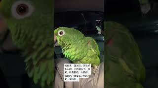 大鹦鹉 鹦鹉列 小鸟成精了 萌宠日常记录 手养鸟日常