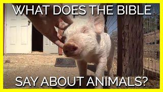 What Does the Bible Say About Animals? | PETA LAMBS