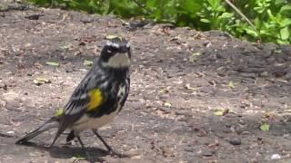 Yellow-rumped Warbler - my new friend ~ Fix "yt:stretch=16:9"