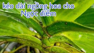 TƯỚI PHÂN KÉO DÀI NGỒNG HOA CHO NGỌC ĐIỂM. T251 #hoalantuyenha