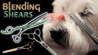 Helping you understand how to choose and use blending shears to groom dogs