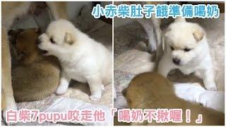 小赤柴肚子餓準備喝奶，白柴7pupu咬走他「喝奶不揪喔！」【 汪汪仙貝 】