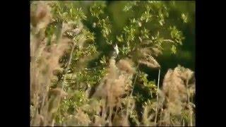 Trastsångare / Acrocephalus arundinaceus / Great Reed Warbler / ljud-sound