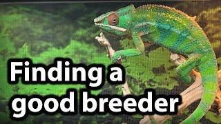 Tips for finding a good chameleon breeder
