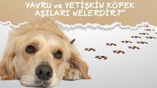 KÖPEK BAKIMI │YAVRU ve YETİŞKİN KÖPEK AŞILARI NELERDİR.?”