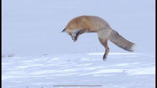 The Most Determined Fox in Yellowstone