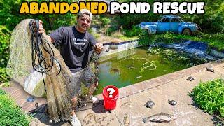 Saving FISH & TURTLES from ABANDONED Backyard POOL!!