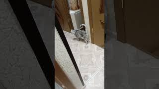 Встречаем хозяина Жалуюсь #нашажизньлн #домашниеживотные#кошкаКейси