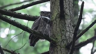 A Few Great Horned Owl Nesting Facts