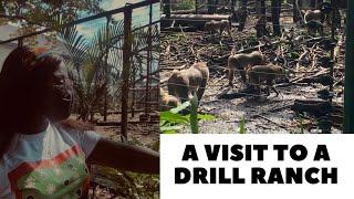 DRILL RANCH CALABAR || DRILL MONKEYS AND CHIMPANZEES  IN CROSS RIVER STATE