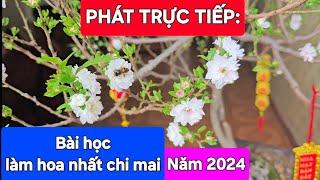 Phát trực tiếp: Bài học trồng nhất chi mai năm 2024 cần làm tốt vào năm 2025