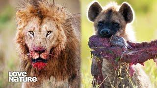 Lions and Hyenas: Life in the Leftovers | Wildlife Icons 108